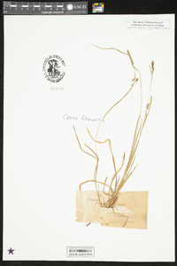 Carex debilis var. rudgei image