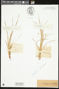 Carex willdenowii image