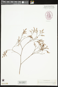 Limonium carolinianum image