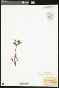 Limonium carolinianum image