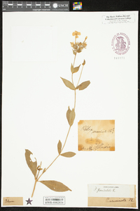 Phlox paniculata image