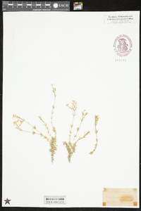 Phlox subulata image