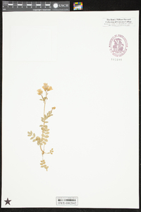 Polemonium reptans image