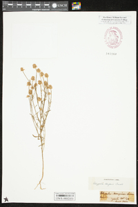 Polygala mariana image