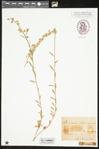 Polygala flavescens image