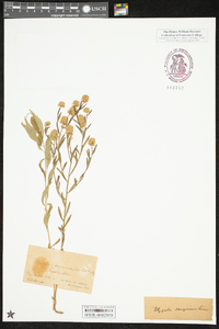 Polygala sanguinea image