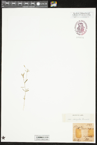 Polygala verticillata var. isocycla image