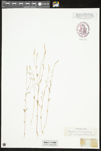 Polygala ambigua image