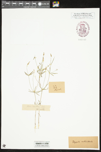 Polygala verticillata image