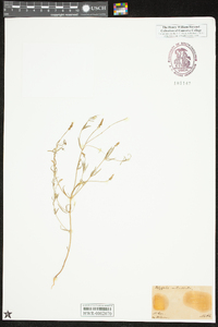 Polygala verticillata image