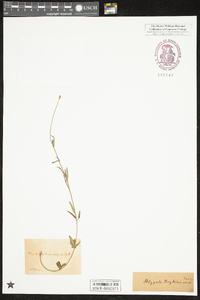 Polygala boykinii image