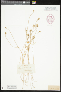 Polygala hookeri image