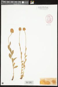 Polygala lutea image