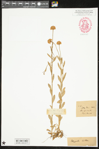 Polygala lutea image