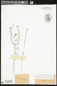 Polygala curtissii image