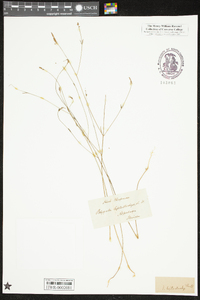 Polygala leptostachys image