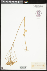 Polygala balduinii image