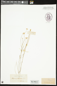 Polygala cruciata image