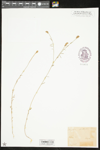 Polygala nuttallii image