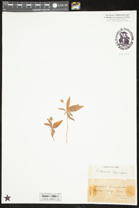 Trientalis borealis image