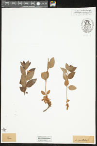 Lysimachia punctata image