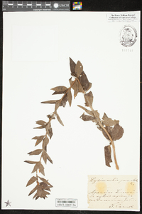 Lysimachia punctata image