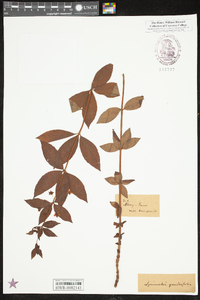 Lysimachia quadriflora image