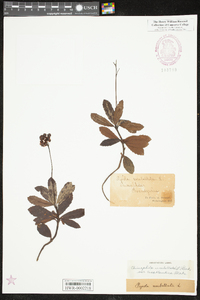 Chimaphila umbellata subsp. cisatlantica image