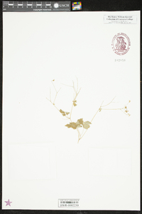 Thalictrum clavatum image