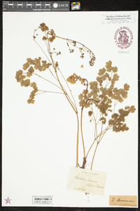 Thalictrum dioicum image