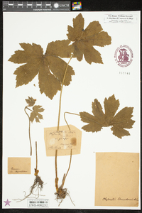 Hydrastis canadensis image