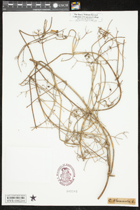 Clematis flammula image