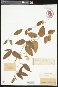 Clematis crispa image