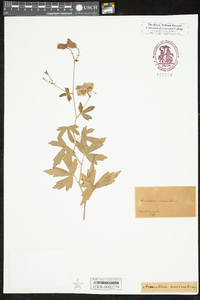 Aconitum uncinatum image