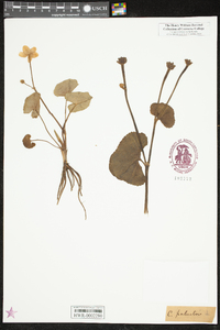 Caltha palustris image