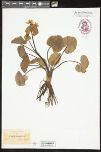 Caltha palustris image