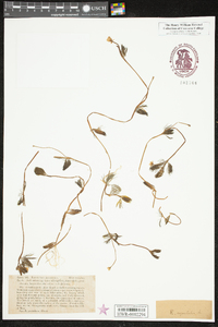 Ranunculus aquatilis image