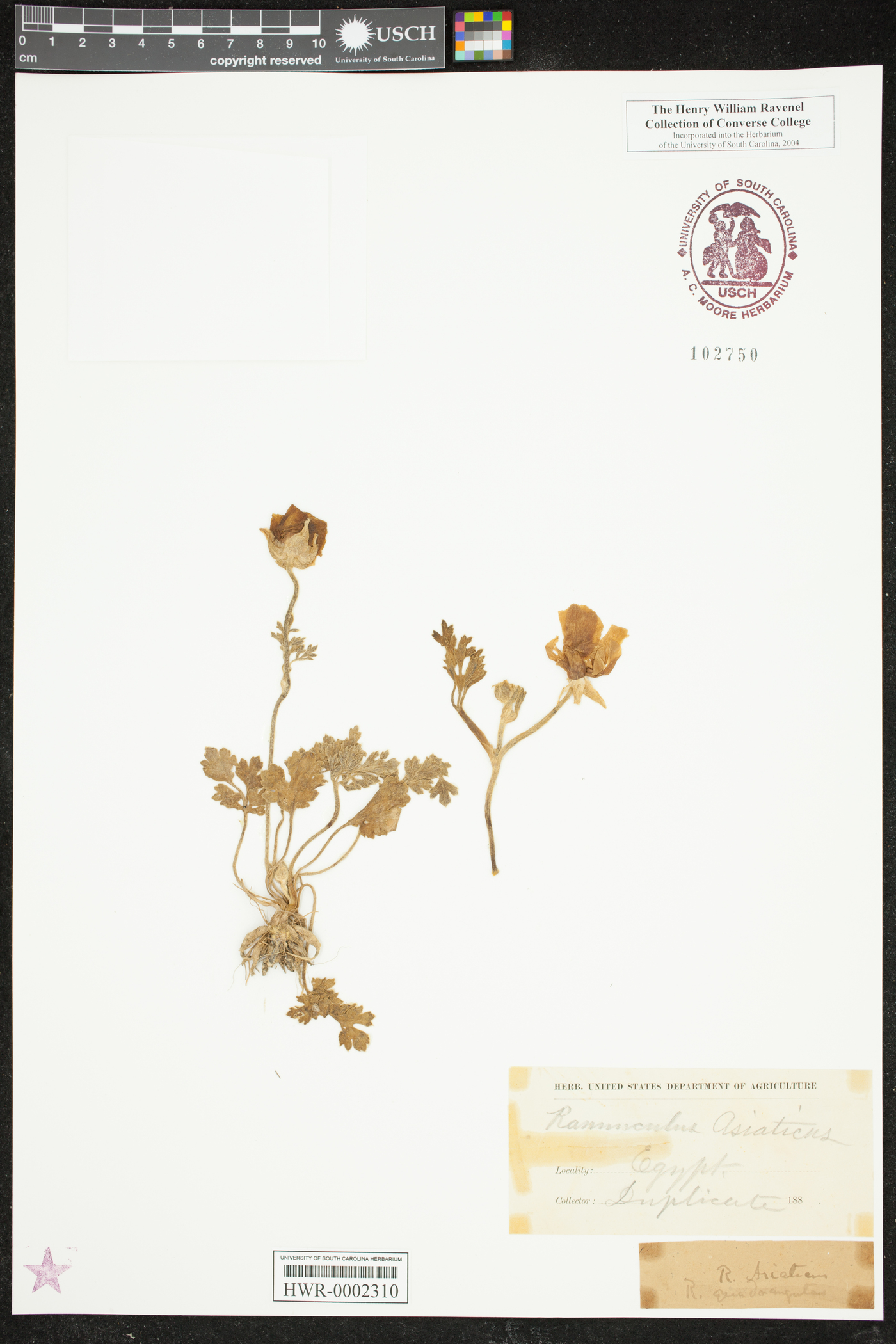 Ranunculus asiaticus image