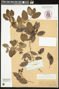 Berchemia scandens image