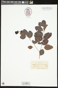 Krugiodendron ferreum image