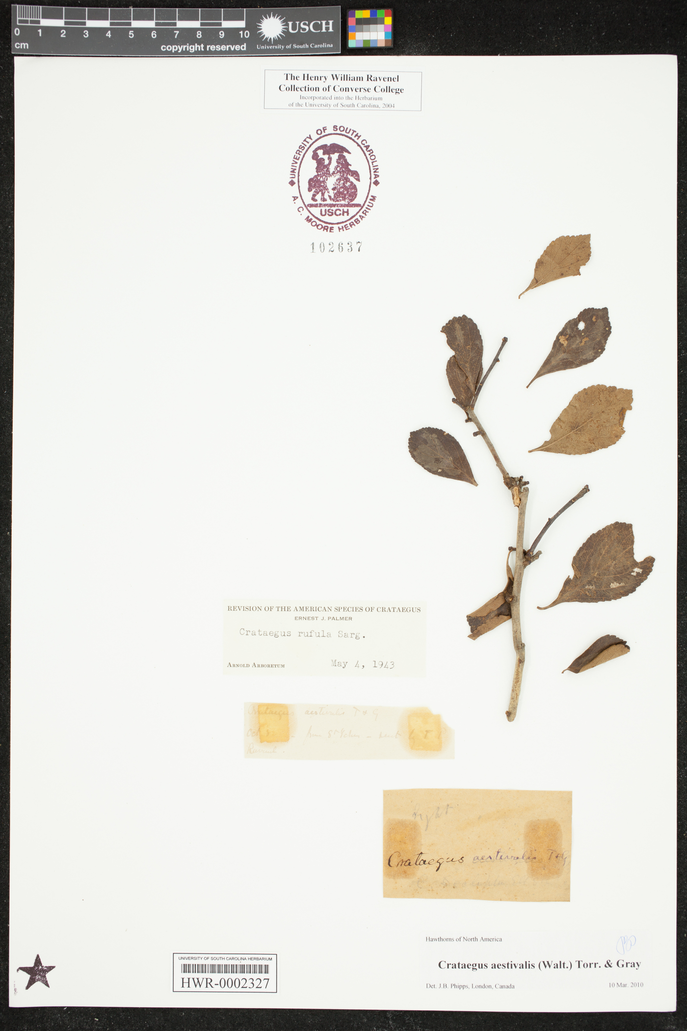 Crataegus aestivalis image