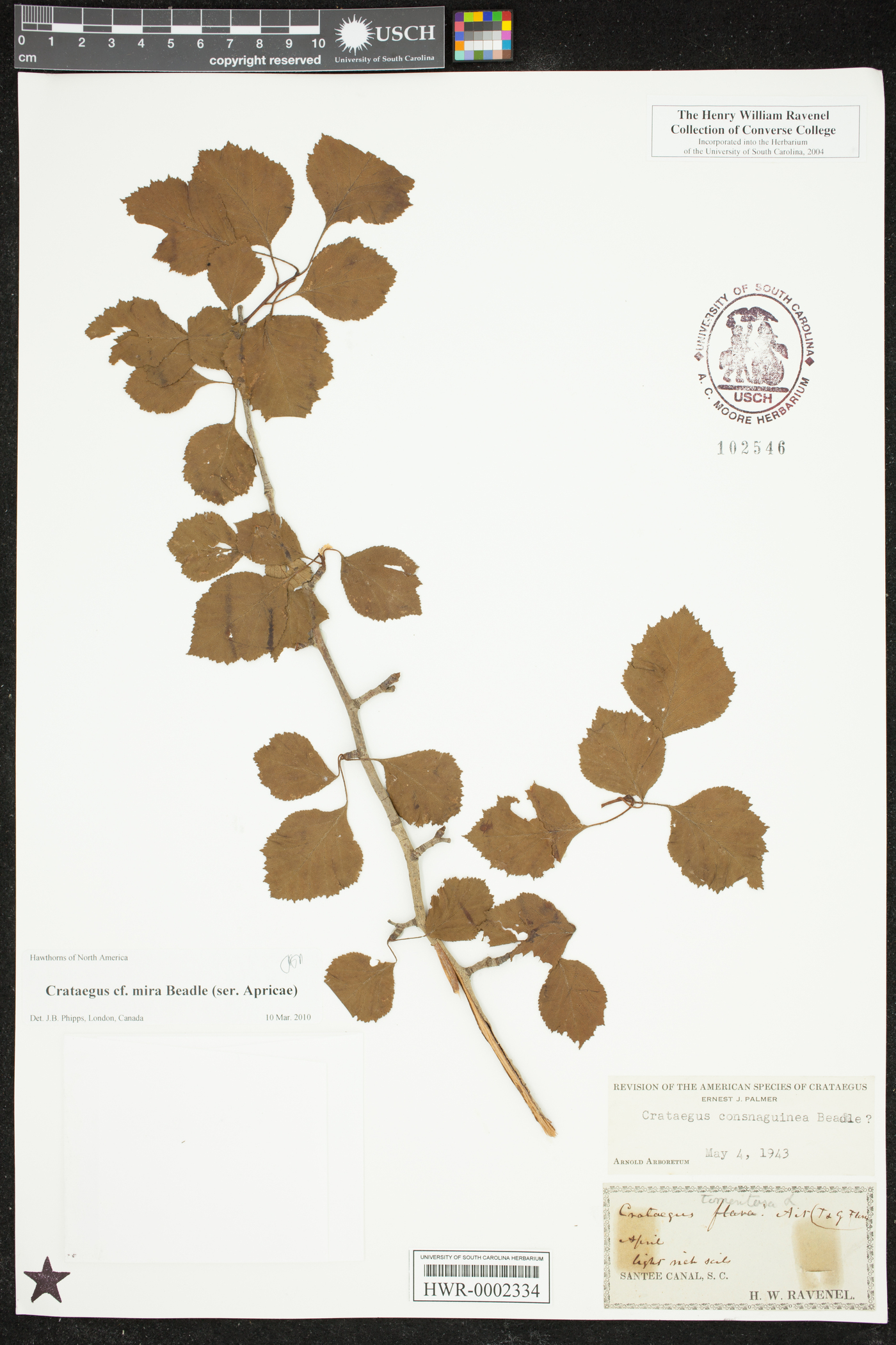 Crataegus mira image