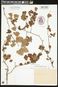 Crataegus marshallii image