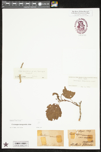 Crataegus margarettae image