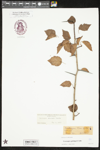 Crataegus pruinosa image