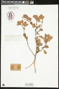 Crataegus spathulata image