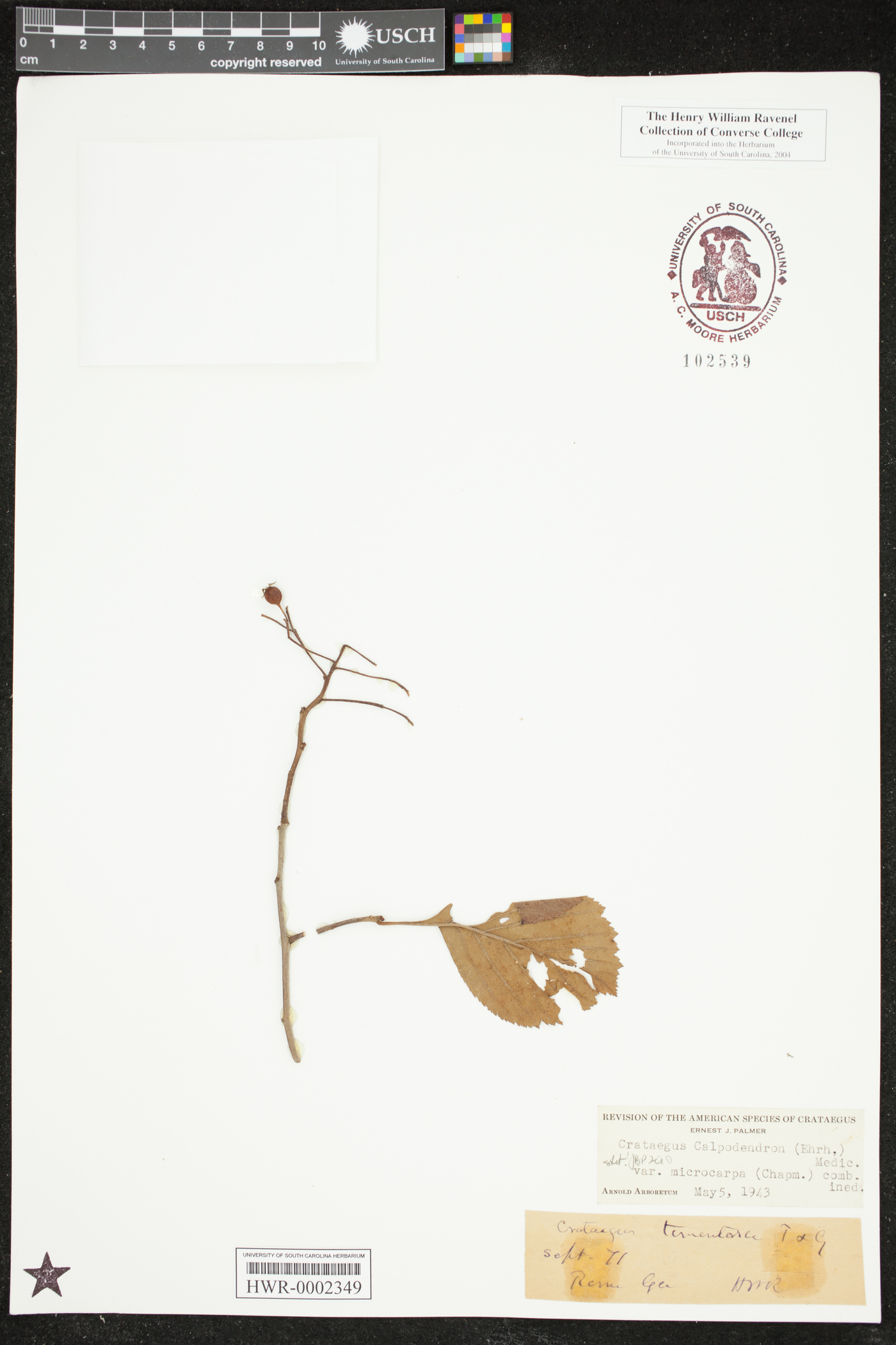Crataegus calpodendron image