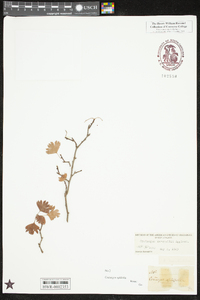 Crataegus marshallii image