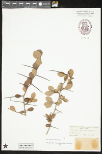 Crataegus uniflora image