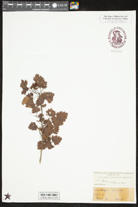 Crataegus marshallii image